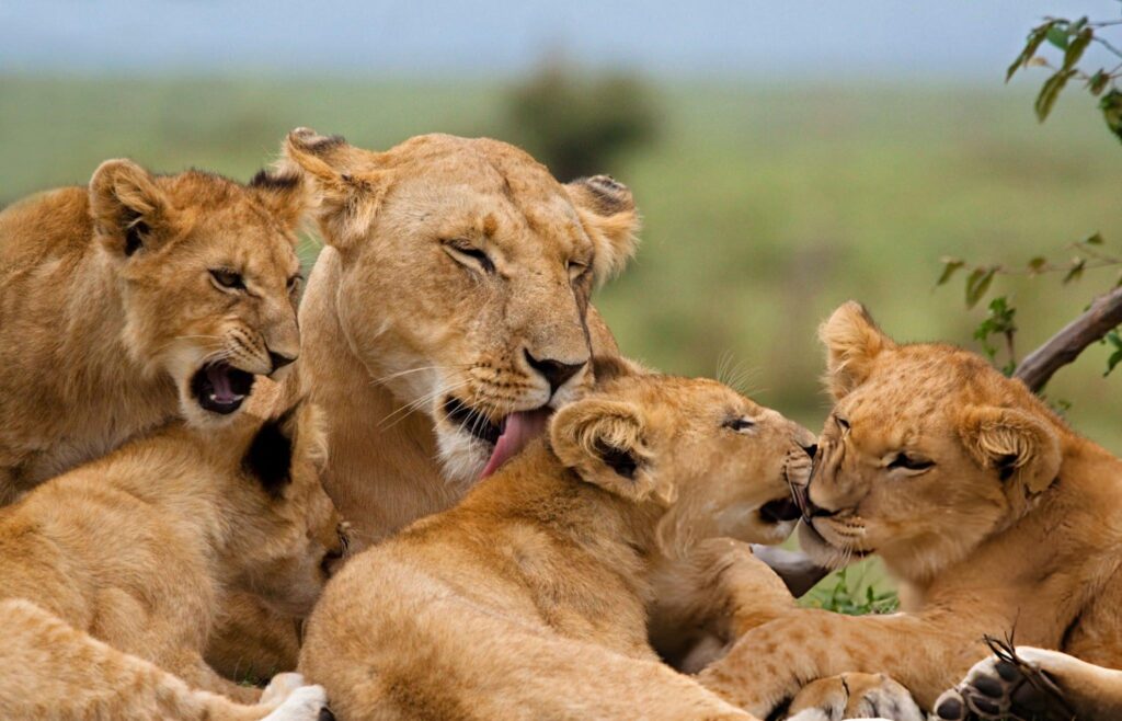 4-Day Mid-Range Wilderness Safari